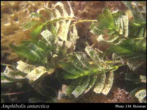 Photograph of Amphibolis antarctica (Labill.) Asch.
