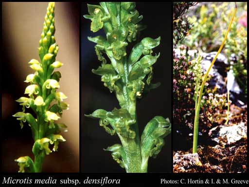 Photograph of Microtis media subsp. densiflora (Benth.) R.J.Bates