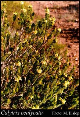 Photograph of Calytrix ecalycata Craven