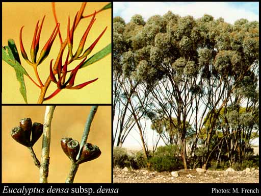 Photograph of Eucalyptus densa Brooker & Hopper subsp. densa