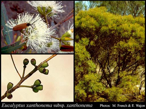 Photograph of Eucalyptus xanthonema Turcz. subsp. xanthonema