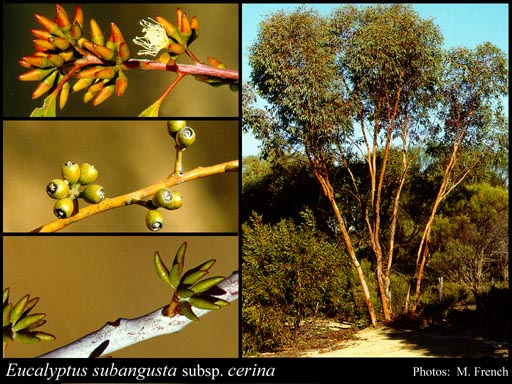Photograph of Eucalyptus subangusta subsp. cerina Brooker & Hopper