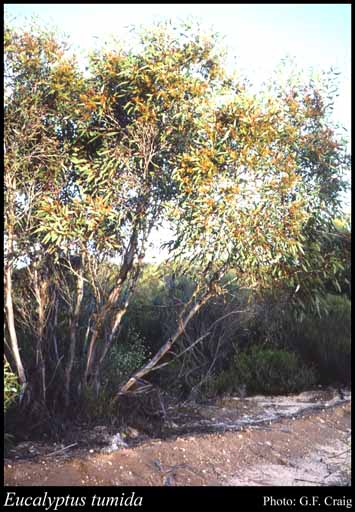 Photograph of Eucalyptus tumida Brooker & Hopper