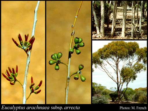 Photo of Eucalyptus arachnaea subsp. arrecta Brooker & Hopper