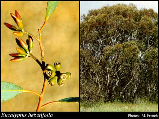 Photo of Eucalyptus hebetifolia Brooker & Hopper