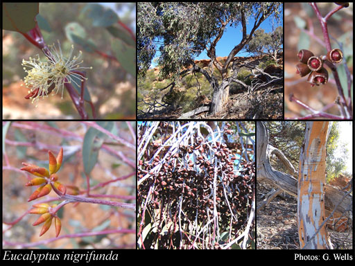 Photograph of Eucalyptus nigrifunda Brooker & Hopper