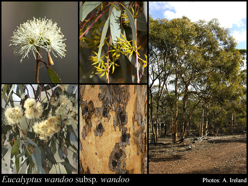 Photograph of Eucalyptus wandoo Blakely subsp. wandoo