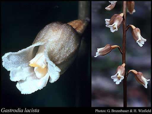 Photo of Gastrodia lacista D.L.Jones