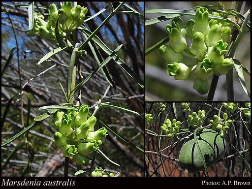 Photograph of Marsdenia australis (R.Br.) Druce
