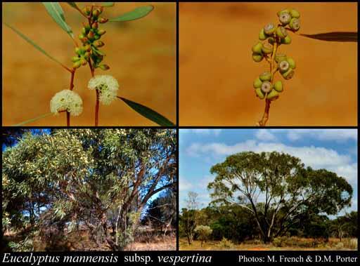 Photograph of Eucalyptus mannensis subsp. vespertina L.A.S.Johnson & K.D.Hill