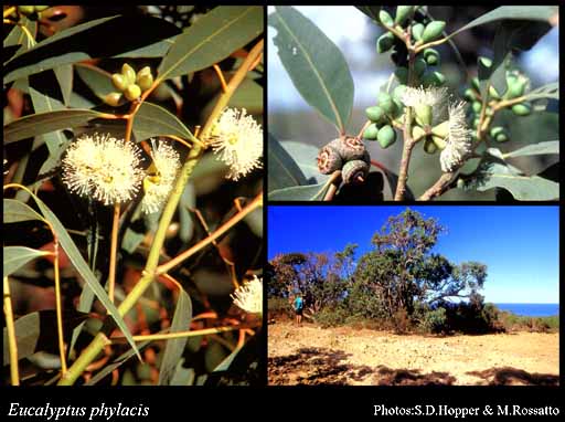 Photograph of Eucalyptus x phylacis L.A.S.Johnson & K.D.Hill