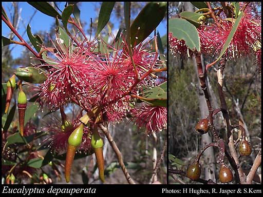 Photograph of Eucalyptus depauperata L.A.S.Johnson & K.D.Hill