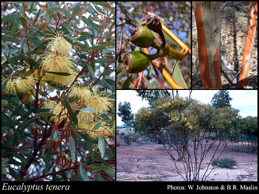 Photograph of Eucalyptus tenera L.A.S.Johnson & K.D.Hill