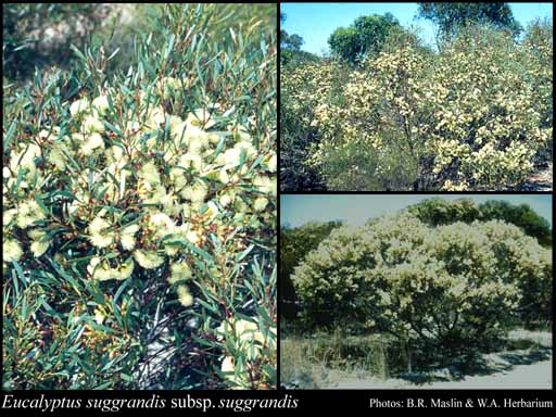 Photograph of Eucalyptus suggrandis L.A.S.Johnson & K.D.Hill subsp. suggrandis