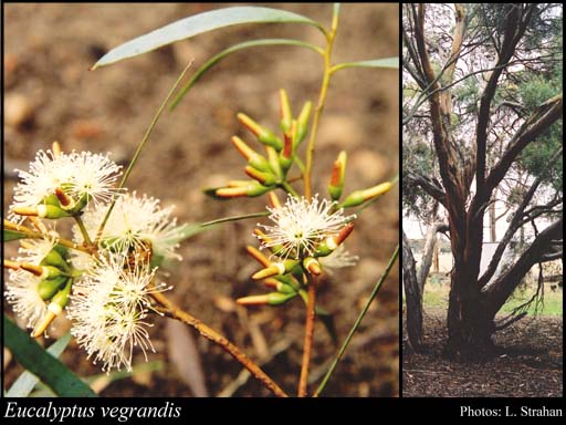 Photograph of Eucalyptus vegrandis L.A.S.Johnson & K.D.Hill