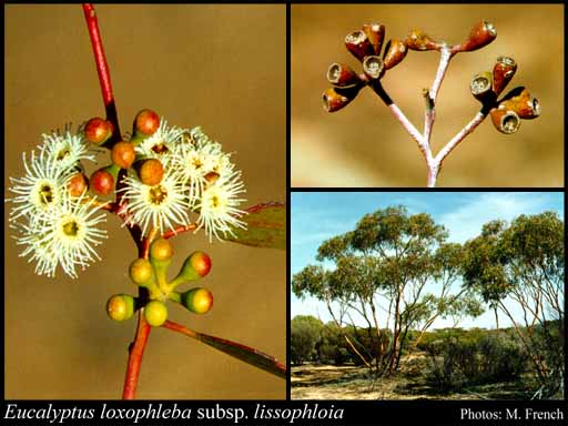 Photograph of Eucalyptus loxophleba subsp. lissophloia L.A.S.Johnson & K.D.Hill