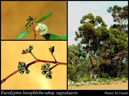 Photograph of Eucalyptus loxophleba subsp. supralaevis L.A.S.Johnson & K.D.Hill