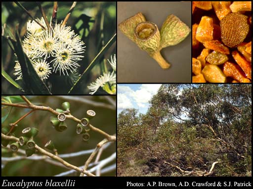 Photograph of Eucalyptus blaxellii L.A.S.Johnson & K.D.Hill