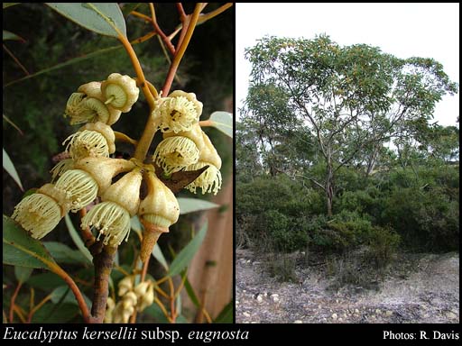 Photograph of Eucalyptus kessellii subsp. eugnosta L.A.S.Johnson & K.D.Hill