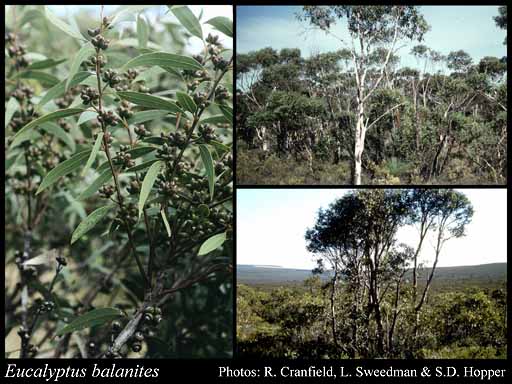 Photograph of Eucalyptus x balanites Grayling & Brooker