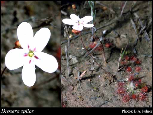 Photograph of Drosera spilos N.G.Marchant & Lowrie