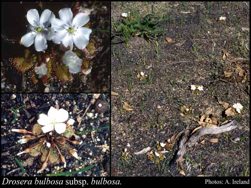 Photograph of Drosera bulbosa Hook. subsp. bulbosa