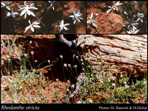Photograph of Rhodanthe stricta (Lindl.) Paul G.Wilson