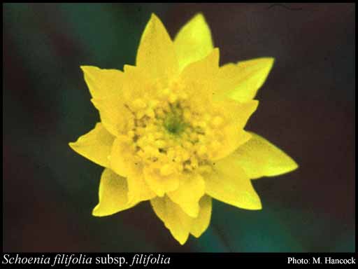 Photo of Schoenia filifolia (Turcz.) Paul G.Wilson subsp. filifolia