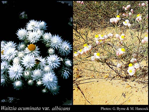 Photograph of Waitzia acuminata var. albicans Paul G.Wilson