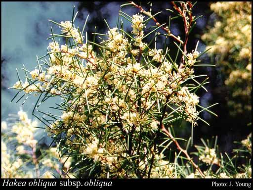 Photograph of Hakea obliqua R.Br. subsp. obliqua