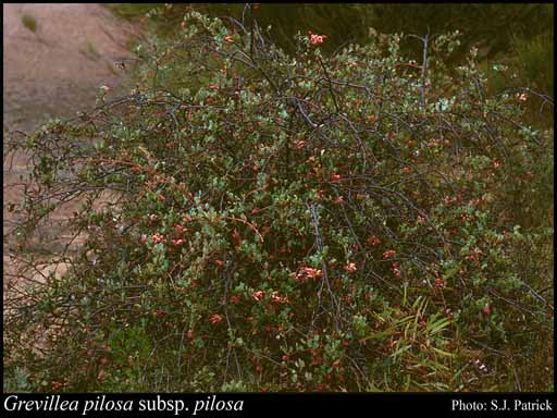 Photograph of Grevillea pilosa A.S.George subsp. pilosa