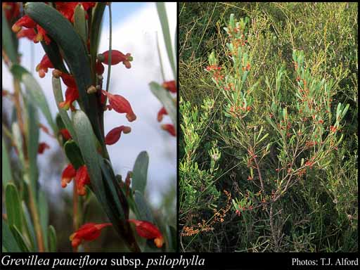 Photograph of Grevillea pauciflora subsp. psilophylla McGill.