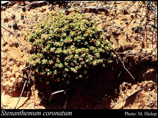 Photograph of Stenanthemum coronatum (Reissek) Reissek