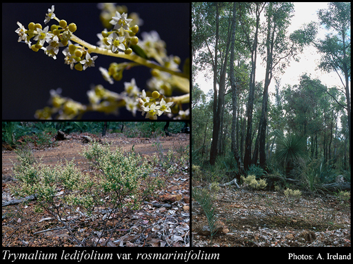 Photograph of Trymalium ledifolium var. rosmarinifolium (Steud.) Benth.