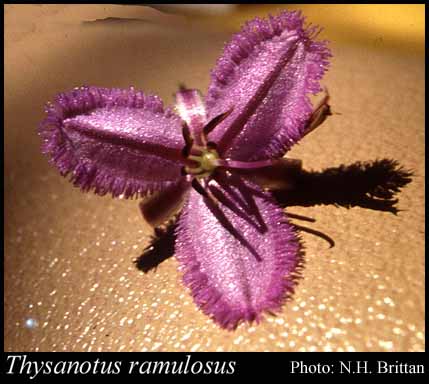 Photograph of Thysanotus ramulosus Brittan