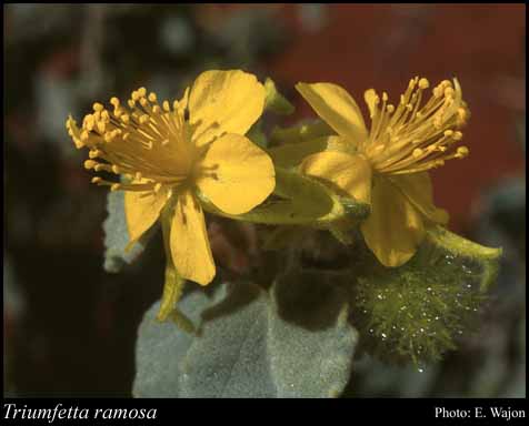 Photograph of Triumfetta ramosa Sprague & Hutch.