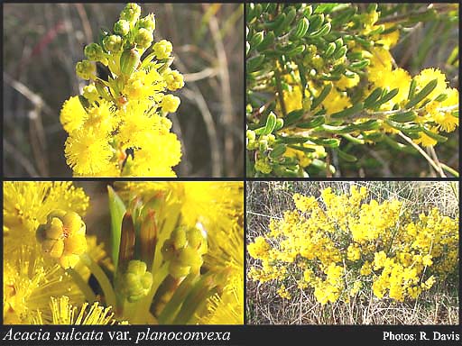 Photograph of Acacia sulcata var. planoconvexa R.S.Cowan & Maslin