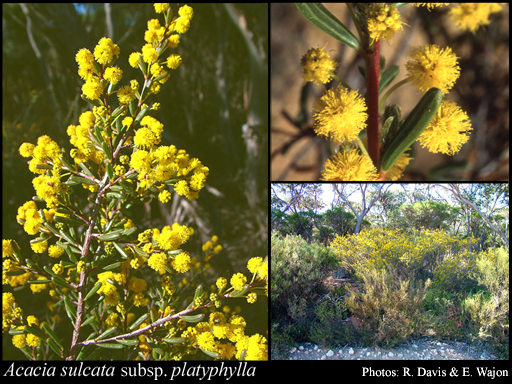 Photograph of Acacia sulcata var. platyphylla Maiden & Blakely