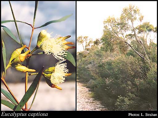 Photograph of Eucalyptus captiosa Brooker & Hopper