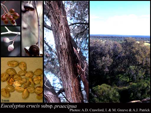 Photograph of Eucalyptus crucis subsp. praecipua Brooker & Hopper