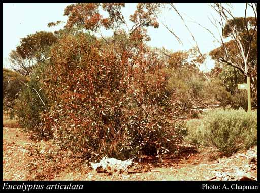 Photograph of Eucalyptus articulata Brooker & Hopper