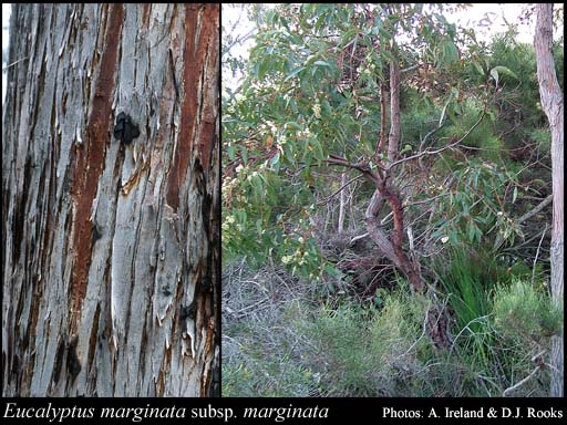 Photograph of Eucalyptus marginata Sm. subsp. marginata