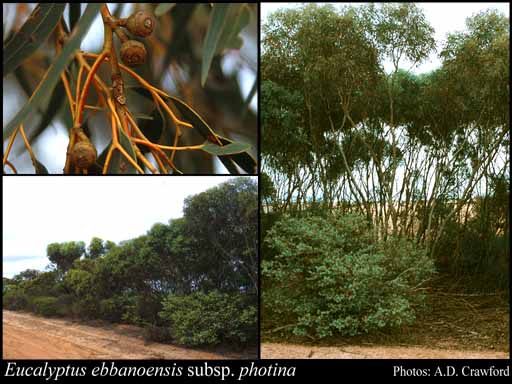 Photograph of Eucalyptus ebbanoensis subsp. photina Brooker & Hopper