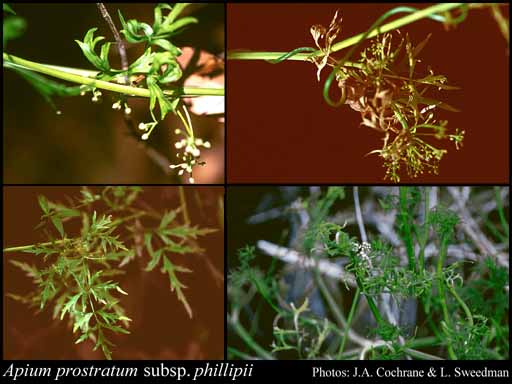Photo of Apium prostratum subsp. phillipii Keighery
