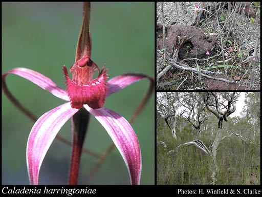 Photograph of Caladenia harringtoniae Hopper & A.P.Br.