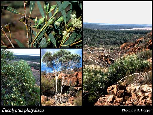Photo of Eucalyptus platydisca D.Nicolle & Brooker