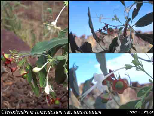 Photograph of Clerodendrum tomentosum var. lanceolatum (F.Muell.) Munir