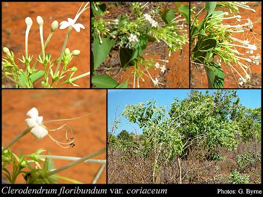 Photograph of Clerodendrum floribundum var. coriaceum (R.Br.) Moldenke