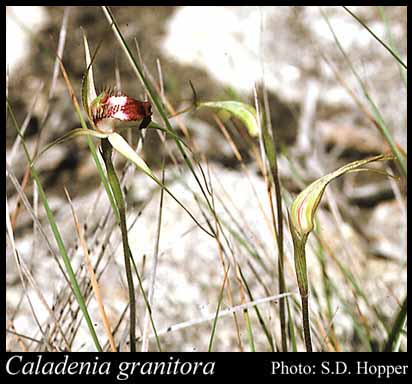 Photograph of Caladenia granitora Hopper & A.P.Br.