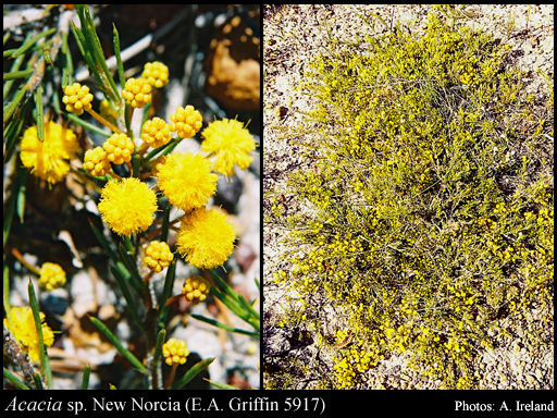 Photograph of Acacia sp. New Norcia (E.A. Griffin 5917)